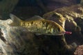 Prussian carp fish feed with lobworm
