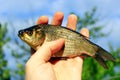 Prussian carp in the hand Royalty Free Stock Photo