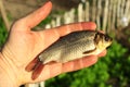 Prussian carp in the hand Royalty Free Stock Photo