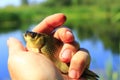 Prussian carp in the hand Royalty Free Stock Photo