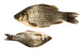 Prussian carp, Silver, Gibel Royalty Free Stock Photo