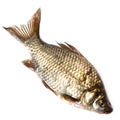 Prussian carp, Silver, Gibel Royalty Free Stock Photo