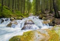 Prut river flowing through the coniferous forest on the hills of Carpathian Mountains, Hoverla National Park. Wild nature scene,