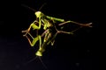 Prying mantis isolated on black background