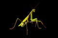 Prying mantis isolated on black background Royalty Free Stock Photo