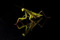 Prying mantis isolated on black background