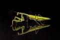 Prying mantis isolated on black background