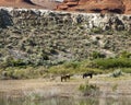 Pryor Mountain mustangs Royalty Free Stock Photo