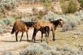 Pryor Mountain mustangs Royalty Free Stock Photo