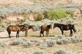 Pryor Mountain mustangs Royalty Free Stock Photo