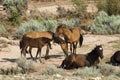 Pryor Mountain mustangs Royalty Free Stock Photo