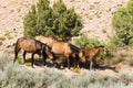 Pryor Mountain mustangs Royalty Free Stock Photo