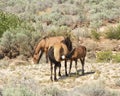 Pryor Mountain mustangs Royalty Free Stock Photo