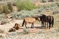 Pryor Mountain mustangs Royalty Free Stock Photo