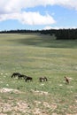 Pryor Mountain Mustangs Royalty Free Stock Photo