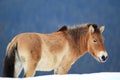 Przewalski horse Royalty Free Stock Photo