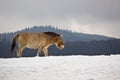 Przewalski horse Royalty Free Stock Photo