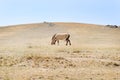 Przewalski horse Royalty Free Stock Photo
