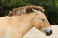 Przewalski Horse Royalty Free Stock Photo