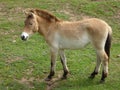 Przewalski Horse Royalty Free Stock Photo