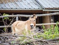 The Przewalski horse, also called Takhi, Asian wild horse or Mongolian wild horse