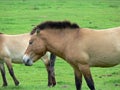 The Przewalski horse, also Takhi, Asian wild horse or Mongolian wild horse called, is the only subspecies of the wild horse which
