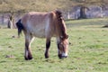 The Przewalski horse, also Takhi, Asian wild horse or Mongolian wild horse called, is the only subspecies of the wild horse which