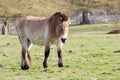 The Przewalski horse, also Takhi, Asian wild horse or Mongolian wild horse called, is the only subspecies of the wild horse which