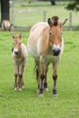 The Przewalski horse, also Takhi, Asian wild horse or Mongolian wild horse called, is the only subspecies of the wild horse which