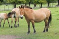 The Przewalski horse, also Takhi, Asian wild horse or Mongolian wild horse called, is the only subspecies of the wild horse which