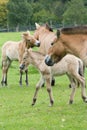 The Przewalski horse, also Takhi, Asian wild horse or Mongolian wild horse called, is the only subspecies of the wild horse which