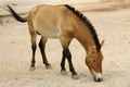 Przewalski horse in captivity Royalty Free Stock Photo