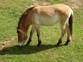 Przewalski Horse Cropping Grass 1