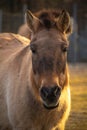 Przewalski horse or Dzungarian horse at zoo Royalty Free Stock Photo