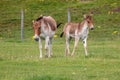 Przewalski Horse and foal Royalty Free Stock Photo