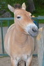 Przewalski horse