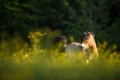 Przewalski horse grazing on a meadow