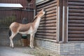 Przewalski horse near the log house