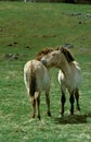 Przewalski Horse, Pair Grooming Royalty Free Stock Photo