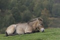 Przewalski horse, Equus ferus przewalskii, portraits Royalty Free Stock Photo