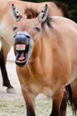 Przewalski Horse Royalty Free Stock Photo