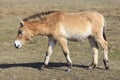 Przewalski horse from the side Royalty Free Stock Photo