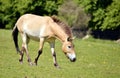 Przewalski horse walking