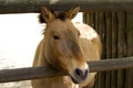 Przewalski horse