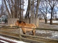 Przewalski horse