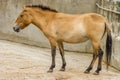 Przewalski horse at the zoo. Wild asian horse Equus ferus przewalskii