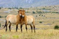 Przewalski horses