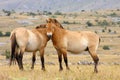 Przewalski horses