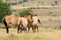 Przewalski horses