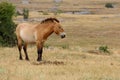 Przewalski horses Royalty Free Stock Photo
